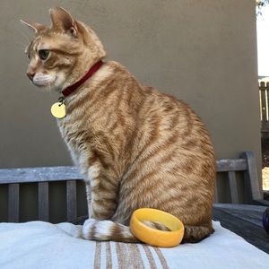 Authentic Bakelite marbled yellow bangle